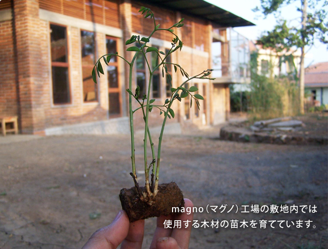magno(マグノ)工場の敷地内では 使用する木材の苗木を育てています。